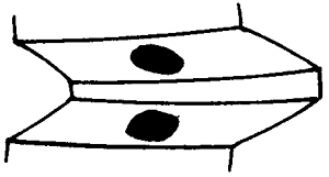 FX݆͜pX݆gZӹ݆X|zԇ